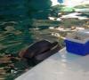 La Floride abrite un dauphin qui prend soin de tout le pays Webcam du Southernmost Beach Resort à Key West, en Floride